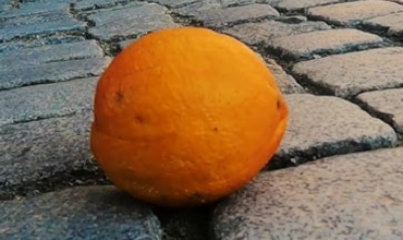 Aranceri